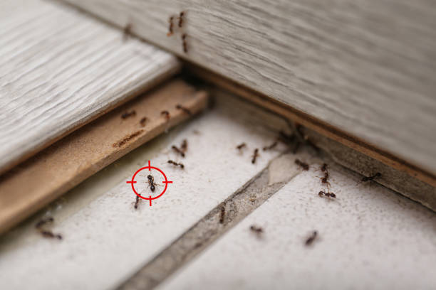 Reliable Paducah, KY Pest Control Solutions