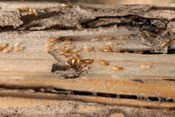 Best Affordable Pest Control Services  in Paducah, KY
